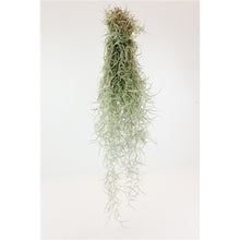Load image into Gallery viewer, Tillandsia Usneoides Spanish Moss Air indoor Plant