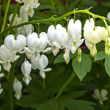 Load image into Gallery viewer, Dicentra Spectabilis - Bleeding Heart Perennial * COLLECTION ONLY*