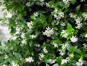 Evergreen 'Star' Tracelospermum Jasmine outdoor plant *CLICK AND COLLECT ONLY*