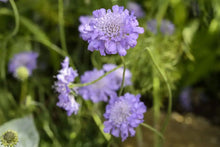 Load image into Gallery viewer, Scabiosa &#39;Butterfly Blue&#39; *CLICK AND COLLECTION FROM SHOP ONLY*