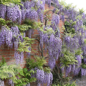 Large Wisteria - COLLECTION ONLY
