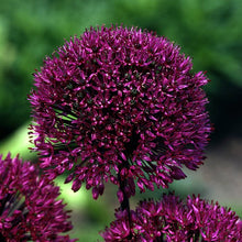 Load image into Gallery viewer, Giant Allium bulb outdoor plant