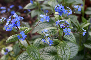 Brunnera 'Silver Heart' herbaceous perennial *CLICK AND COLLECT ONLY*