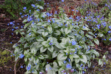 Load image into Gallery viewer, Brunnera &#39;Silver Heart&#39; herbaceous perennial *CLICK AND COLLECT ONLY*