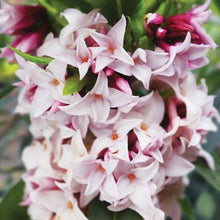 Load image into Gallery viewer, Daphne highly fragrant shrub - *CLICK AND COLLECT ONLY*