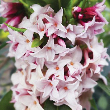 Daphne highly fragrant shrub - *CLICK AND COLLECT ONLY*