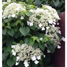 Load image into Gallery viewer, Climbing White Hydrangea &#39;Petiolaris&#39;  outdoor plant *CLICK AND COLLECT ONLY