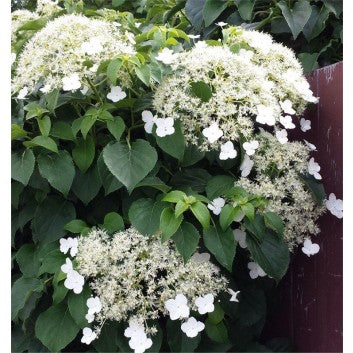 Climbing White Hydrangea 'Petiolaris'  outdoor plant *CLICK AND COLLECT ONLY