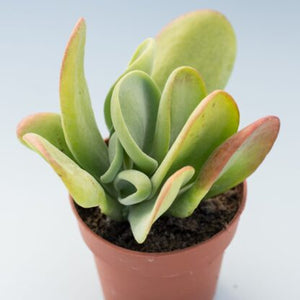 Baby Kalanchoe Thyrsiflora Flapjack/paddle plant Succulent Indoor Plant