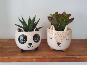 Sass and Belle Mini Panda planter/Plant Pot