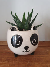 Load image into Gallery viewer, Sass and Belle Mini Panda planter/Plant Pot