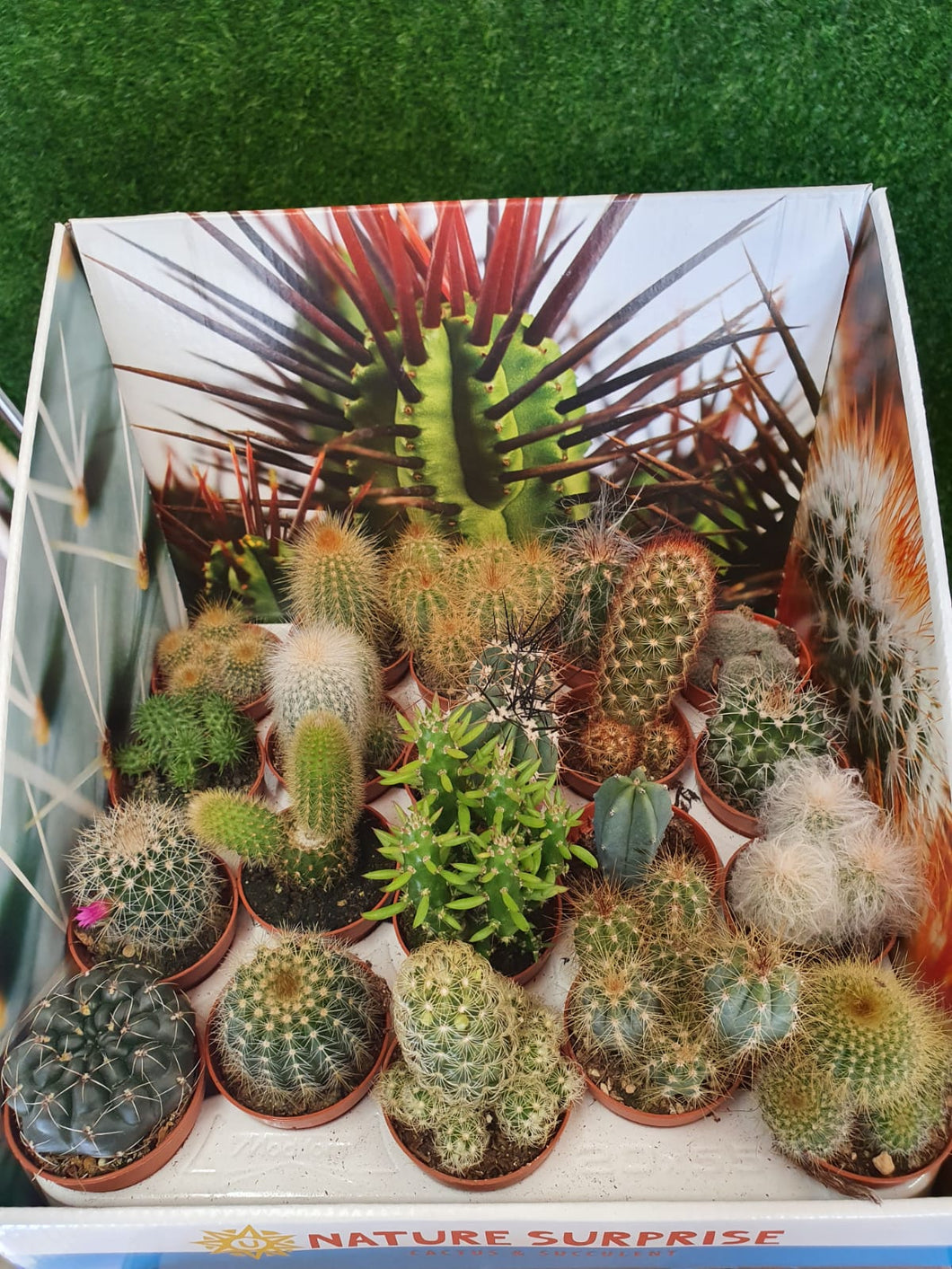 Baby Cactus 5cm indoor plant