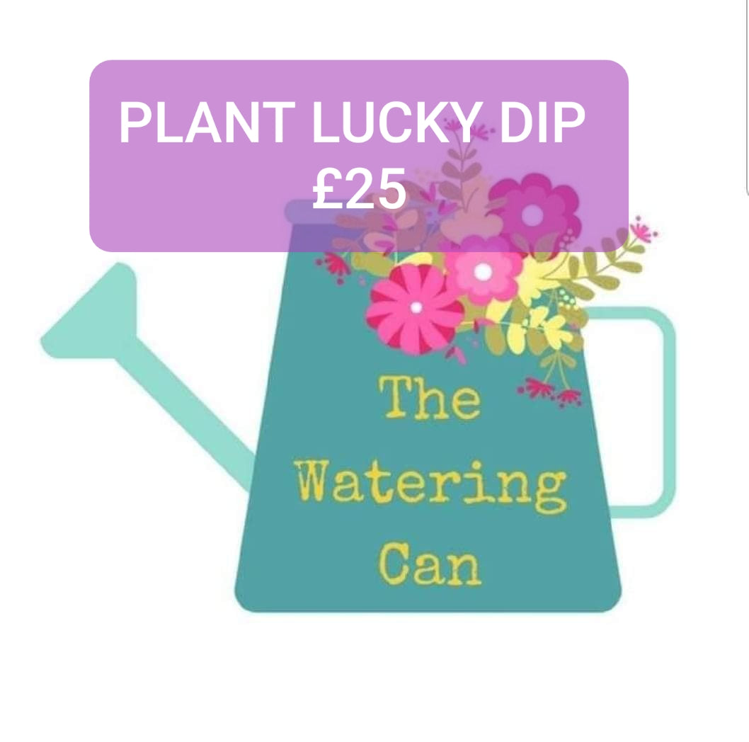 Lucky Dip Indoor Plant Box - £25
