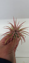 Load image into Gallery viewer, Large 8cm Tillandsia Air Plant/Airplant - Red indoor plant