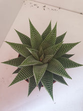 Load image into Gallery viewer, Spider Haworthia white  indoor plant