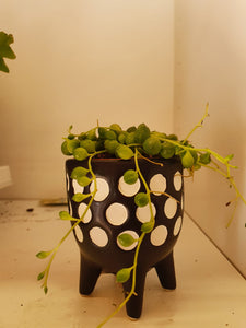 Baby Senecio Rowleyanus String of Pearls 5cm Indoor Plant