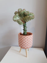 Load image into Gallery viewer, Mermaid Tail Euphorbia Lactea &#39;Cristata&#39; cactus/succulent indoor plant 11cm