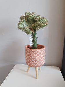 Mermaid Tail Euphorbia Lactea 'Cristata' cactus/succulent indoor plant 11cm