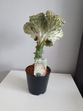 Load image into Gallery viewer, Mermaid Tail Euphorbia Lactea &#39;Cristata&#39; cactus/succulent indoor plant 11cm