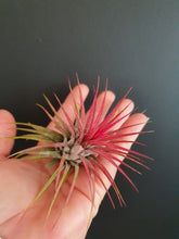 Load image into Gallery viewer, Large 8cm Tillandsia Air Plant/Airplant - Red indoor plant