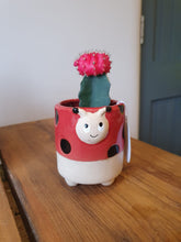 Load image into Gallery viewer, Baby/Mini Moon Gymnocalycium cactus - indoor plant 5cm
