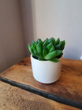 Load image into Gallery viewer, Baby Haworthia Cooperii succulent - indoor plant 5cm