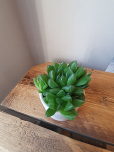 Baby Haworthia Cooperii succulent - indoor plant 5cm