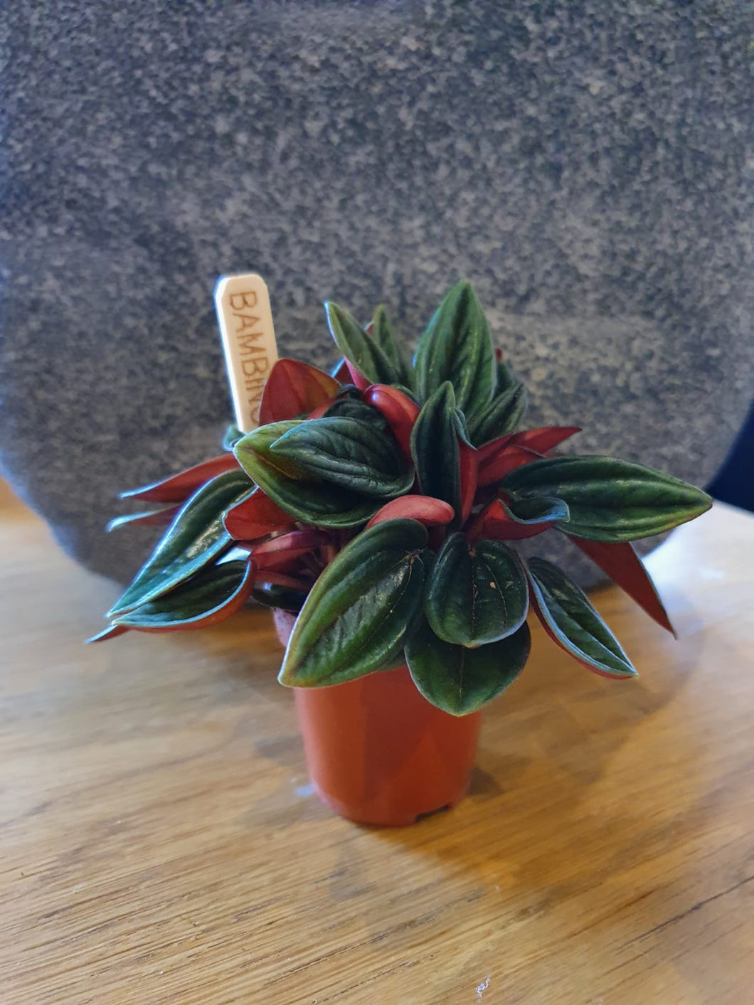 Baby Peperomia Rosso indoor plant 5cm