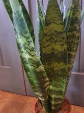 Load image into Gallery viewer, Sansevieria Black Coral indoor plant