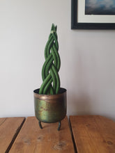 Load image into Gallery viewer, Sansevieria Cylindrica twist Braided/plaited Indoor Snake Plant