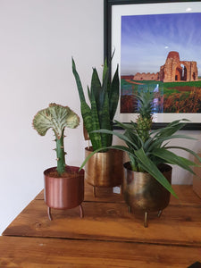 Dobra old gold metal indoor plant pot