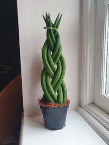 Sansevieria Cylindrica twist Braided/plaited Indoor Snake Plant