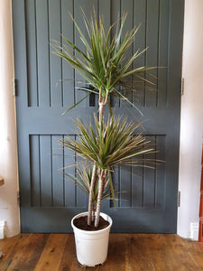 Dracaena Dragon Tree - bicolour indoor plant - CLICK AND COLLECT ONLY