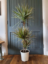 Load image into Gallery viewer, Dracaena Dragon Tree - bicolour indoor plant - CLICK AND COLLECT ONLY