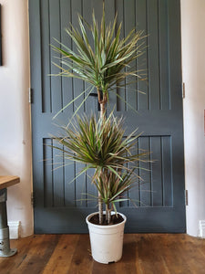 Dracaena Dragon Tree - bicolour indoor plant - CLICK AND COLLECT ONLY