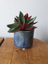 Load image into Gallery viewer, Baby Peperomia Rosso indoor plant 5cm