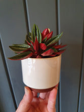Load image into Gallery viewer, Baby Peperomia Rosso indoor plant 5cm