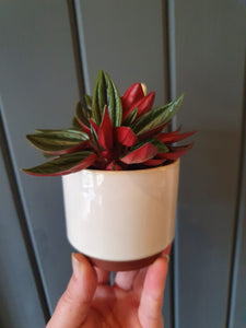 Baby Peperomia Rosso indoor plant 5cm