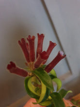 Load image into Gallery viewer, Aeschynanthus Radicans - Twister/Rasta Lipstick Hanging Indoor Plant 15cm