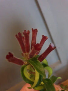 Aeschynanthus Radicans - Twister/Rasta Lipstick Hanging Indoor Plant 15cm