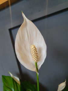 Large Peace Lily Indoor plant