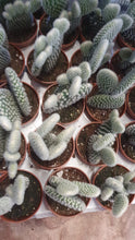 Load image into Gallery viewer, Baby/Mini Optunia Microdaisy - Bunny Ear cactus indoor indoor plant 5cm