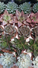 Load image into Gallery viewer, Baby/Mini  Echeveria succulent 5cm indoor or outdoor plant