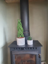 Load image into Gallery viewer, Sansevieria Cylindrica twist Braided/plaited Indoor Snake Plant