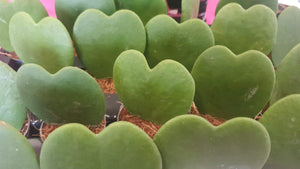 Hoya Kerrii love heart/sweetheart  baby indoor plant