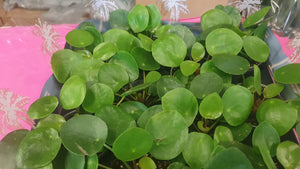 Baby Pilea Peperomoides Chinese Money Plant