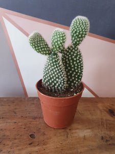 Baby/Mini Optunia Microdaisy - Bunny Ear cactus indoor indoor plant 5cm