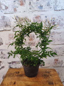 Highly Scented Jasmine - Indoor plant white or pink passion