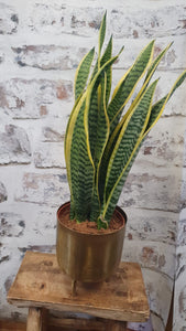 Dobra old gold metal indoor plant pot