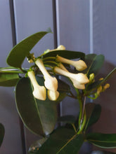 Load image into Gallery viewer, Stephanotis - Madagascar Jasmine scented indoor plant